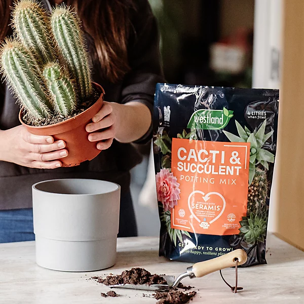 Cactus and Succulent Compost