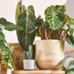 best compost for house plants