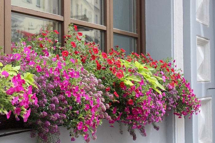 Window Boxes