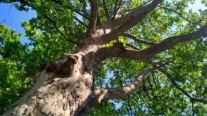 how to stop a sycamore tree from growing UK