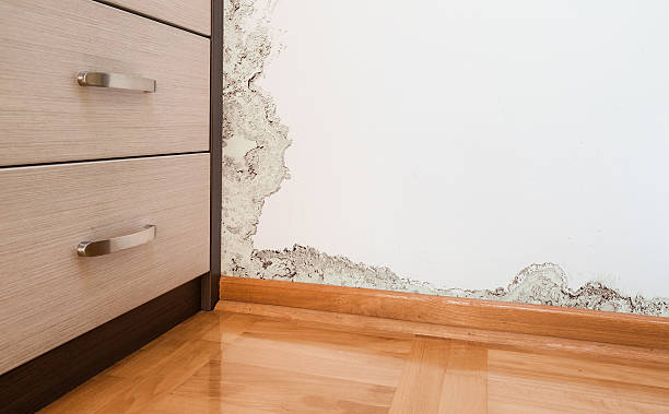 Best dehumidifier for damp walls