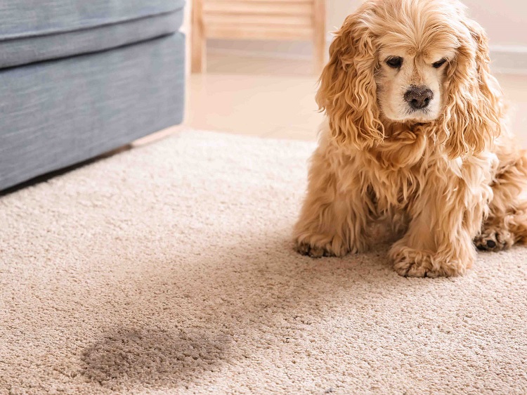 best carpet cleaner machine for pet urine