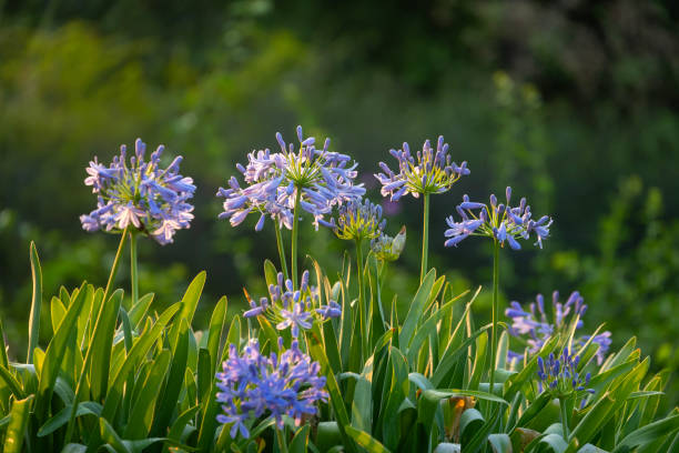 Agapanthus