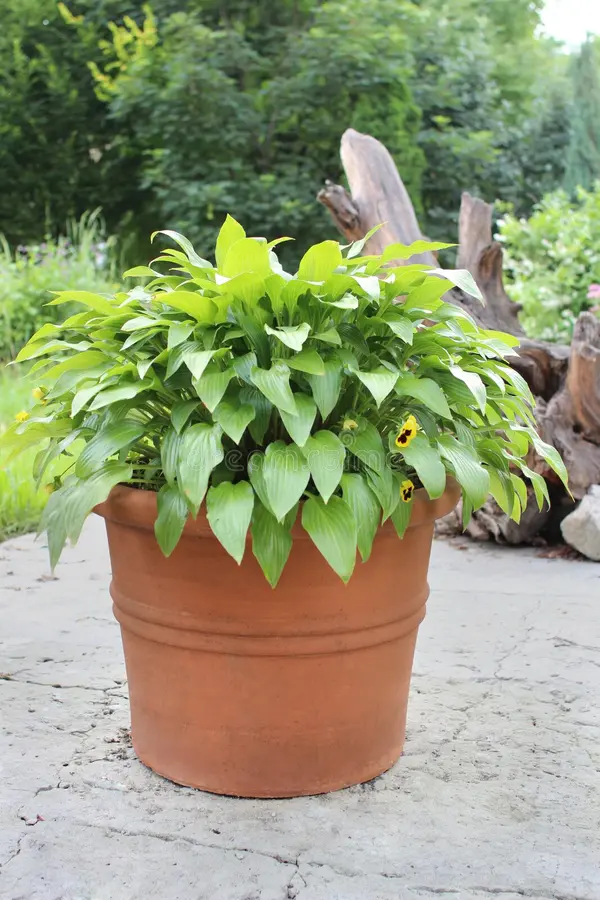 Hosta