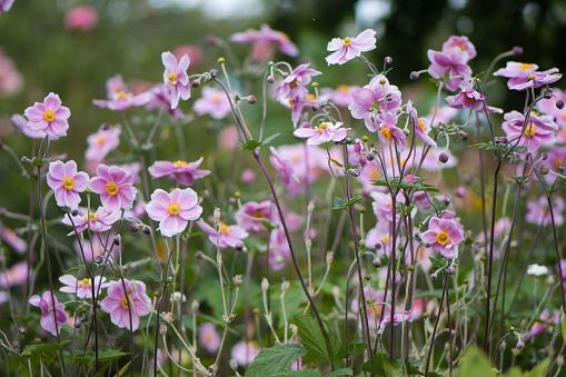 Japanese Anemone