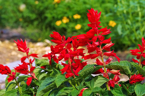 Salvia