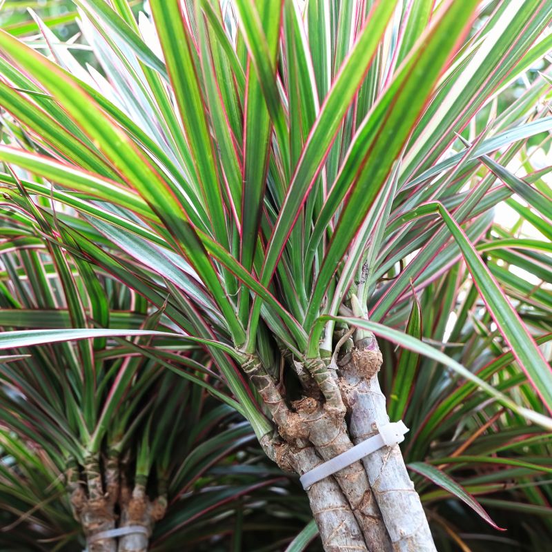drac marginata plant