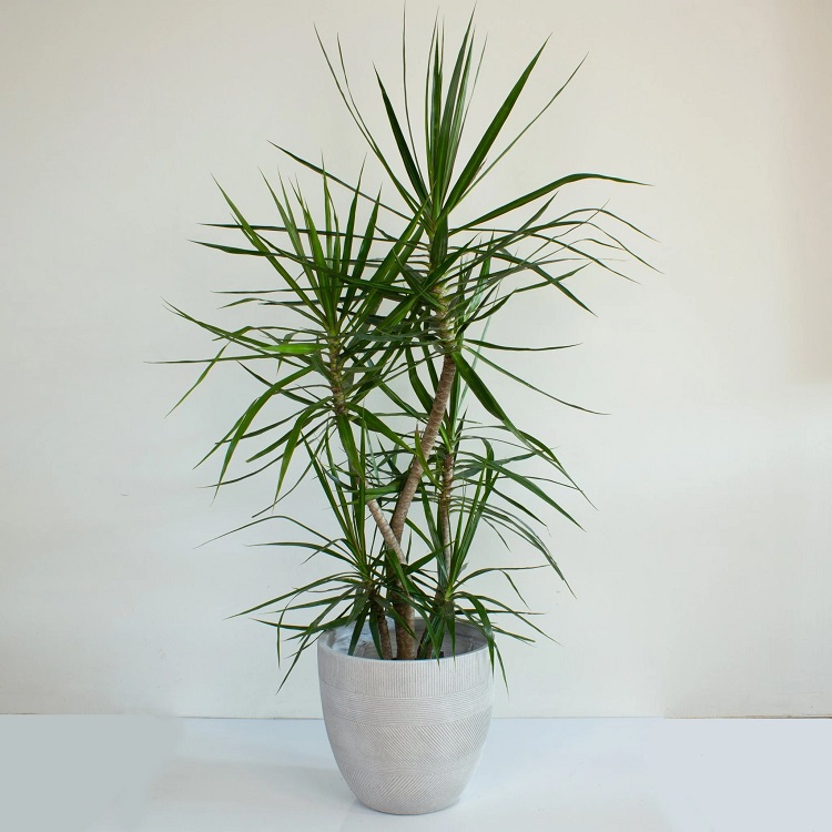 drac marginata plant