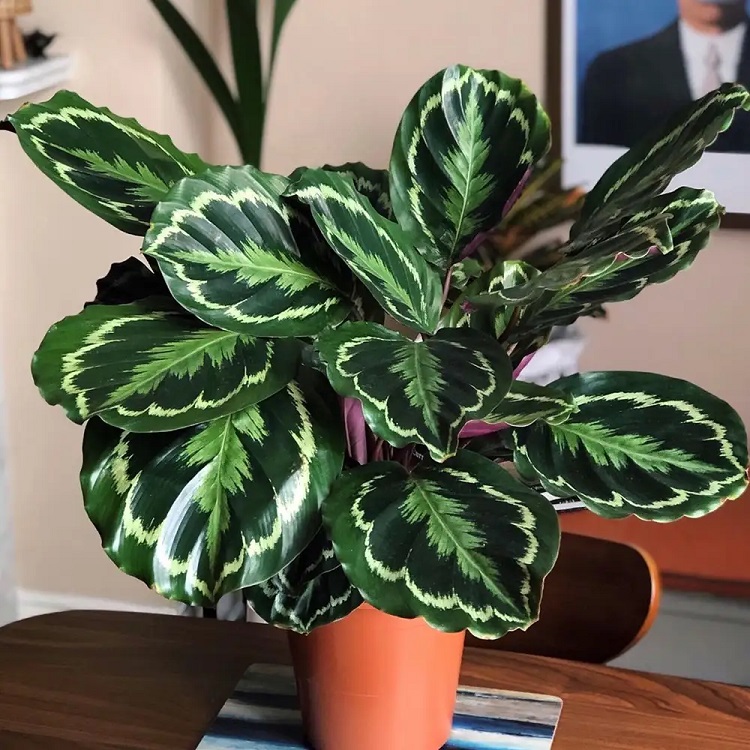 how to save a dying calathea plant​
