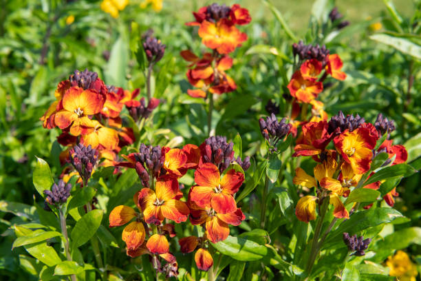 wallflower