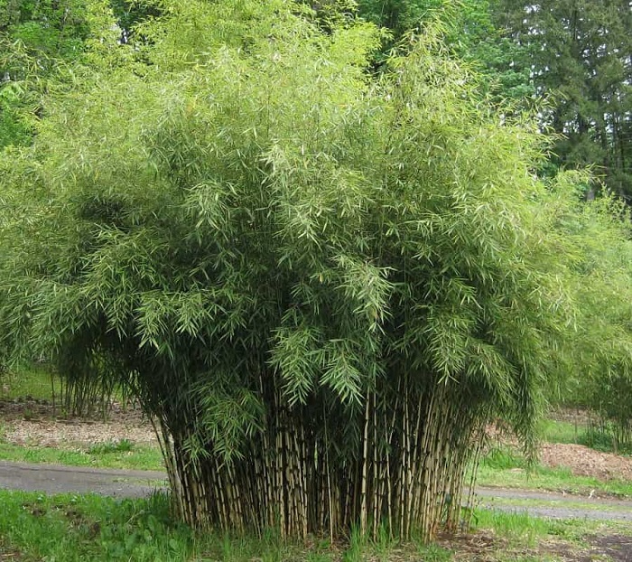 Bamboo (Fargesia species)