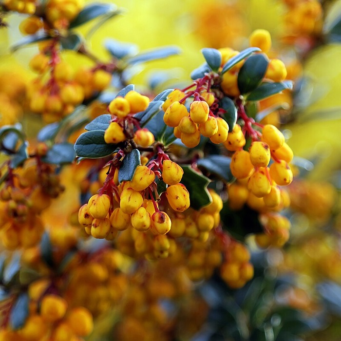 Berberis darwinii