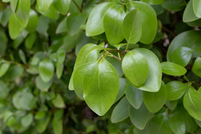 Griselinia littoralis