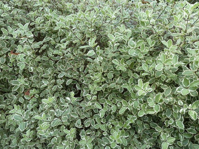 Pittosporum tenuifolium