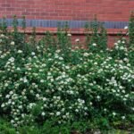 Viburnum tinus