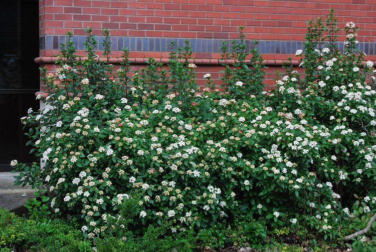 Viburnum tinus