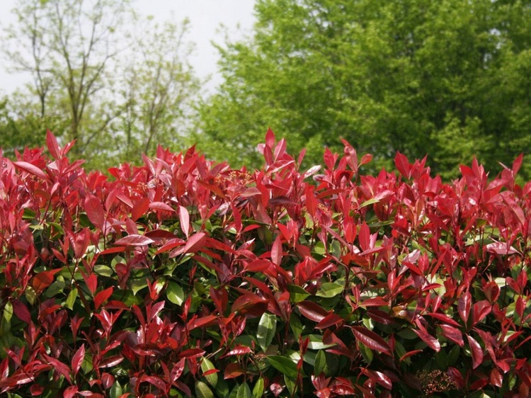 when to prune red robin plant
