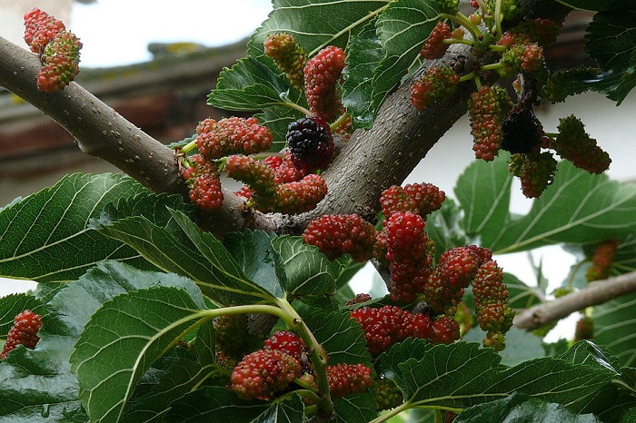 Mulberry (Morus nigra)