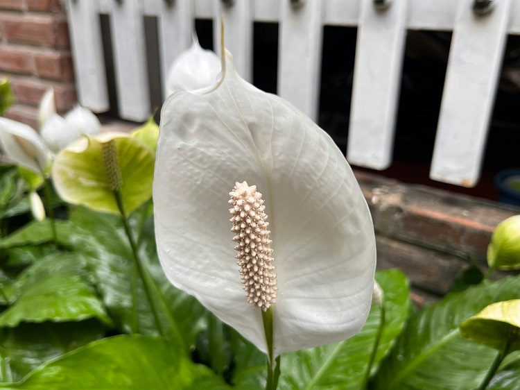 Peace Lily Blooms Green