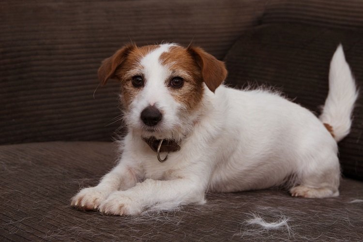 best air purifiers for pet dander uk