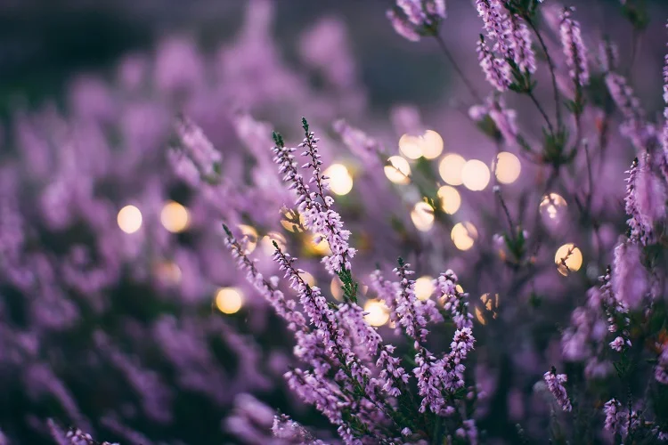 When Is the Best Time to Plant Lavender in the UK-