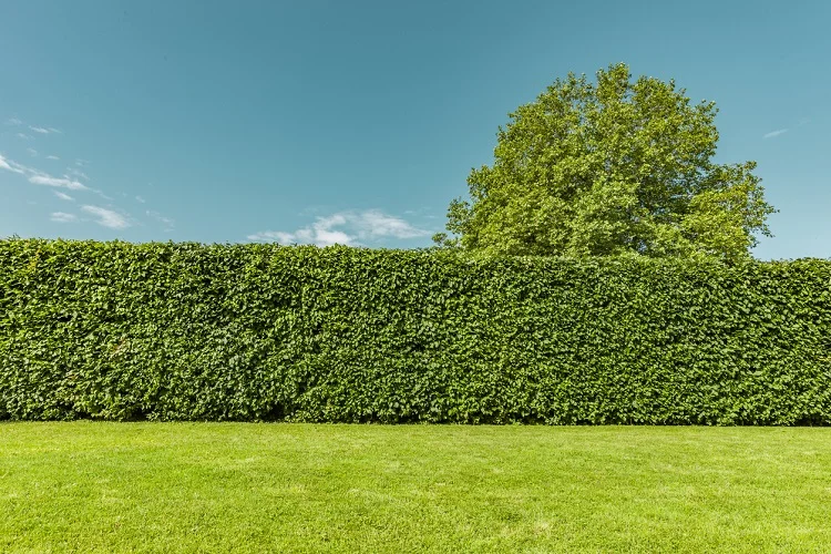 how to plant a beech hedge